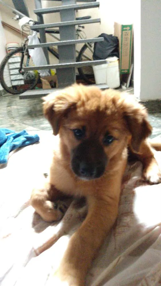 Cachorro ra a Mestiça com Golden idade 2 a 6 meses nome Luna 