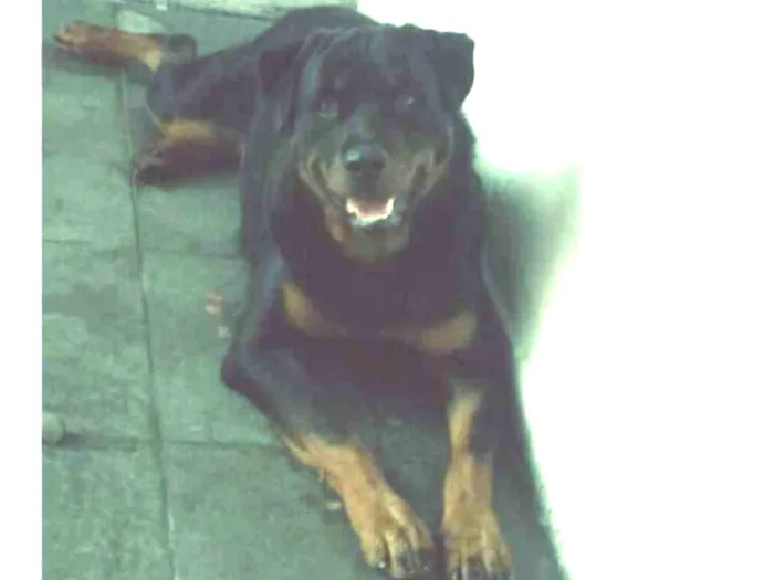 Cachorro ra a RottwIler idade 5 anos nome Apollo