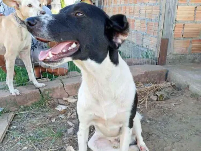 Cachorro ra a SRD idade 3 anos nome Sorriso