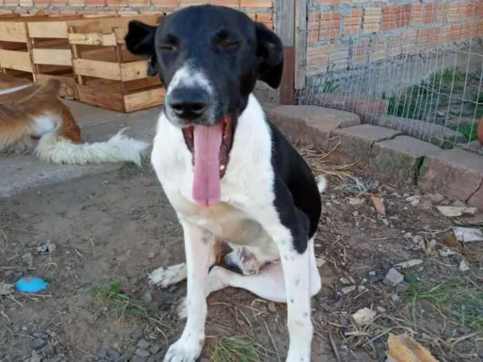Cachorro ra a SRD idade 3 anos nome Sorriso