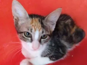 Gato raça SRD idade 2 a 6 meses nome Brie