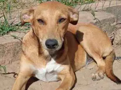 Cachorro ra a SRD idade 2 anos nome Margot