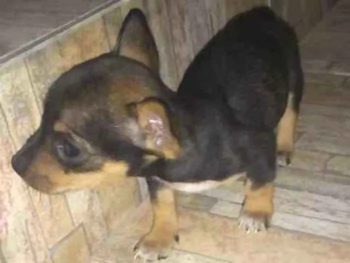 Gato ra a Daschund com vira lata  idade Abaixo de 2 meses nome Sem nome