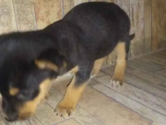 Gato ra a Daschund com vira lata  idade Abaixo de 2 meses nome Sem nome