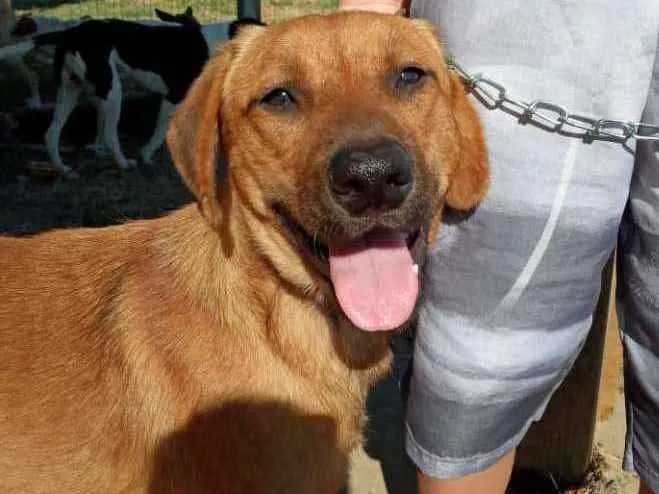 Cachorro ra a SRD idade 3 anos nome Bonachão
