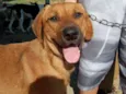 Bonachão
