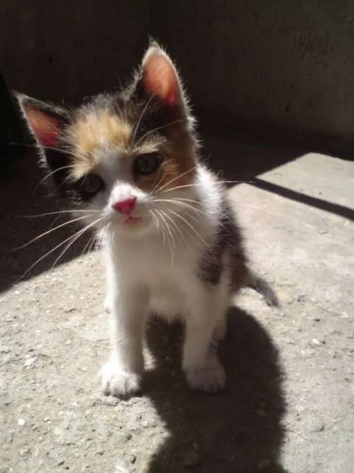 Gato ra a Nao definida idade 2 a 6 meses nome Não tem