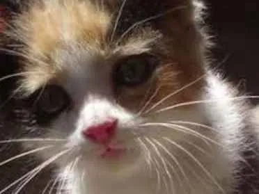 Gato ra a Nao definida idade 2 a 6 meses nome Não tem