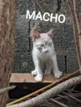 Gatinhos