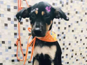 Cachorro raça Indefinida idade 2 a 6 meses nome Zoe