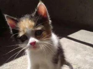 Gato raça Nao definida idade 2 a 6 meses nome Não tem