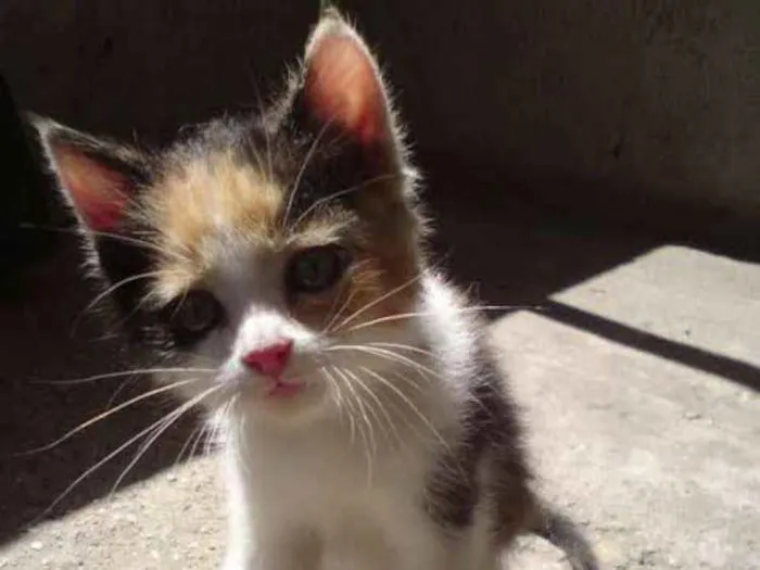 Gato ra a Nao definida idade 2 a 6 meses nome Não tem