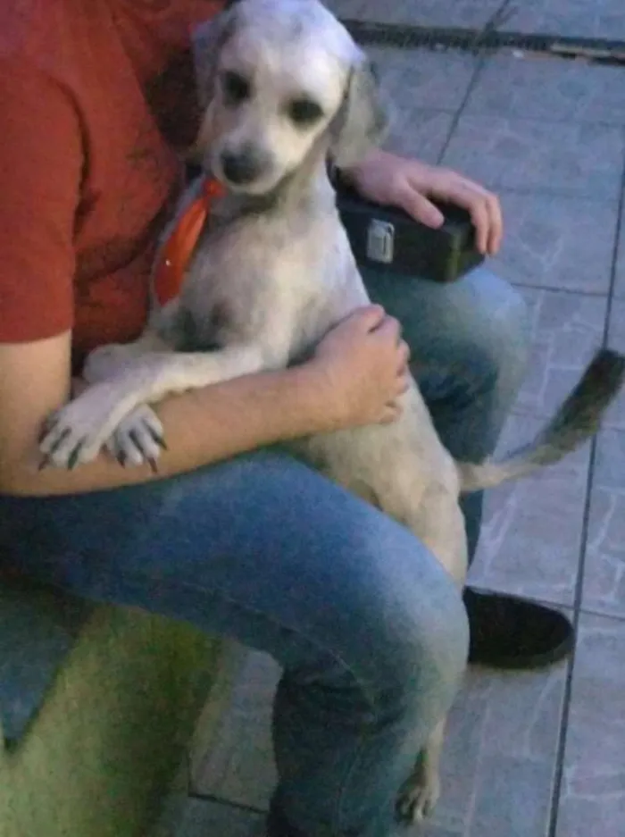 Cachorro ra a Indefinida idade 2 anos nome Jubileu