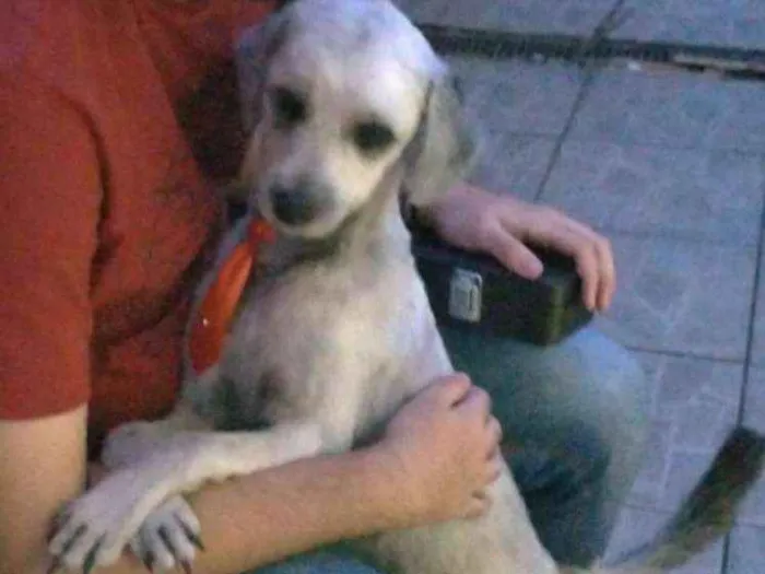 Cachorro ra a Indefinida idade 2 anos nome Jubileu