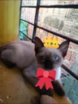 Carinhoso