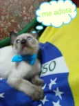 Carinhoso
