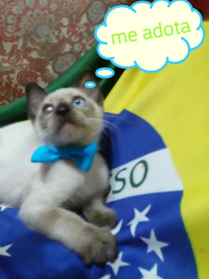 Gato ra a Siames idade 2 a 6 meses nome Carinhoso