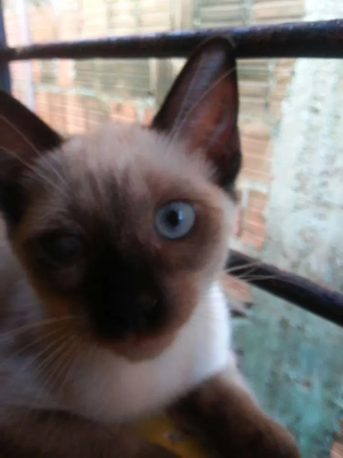 Gato ra a Siames idade 2 a 6 meses nome Carinhoso
