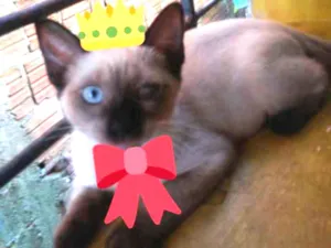 Gato raça Siames idade 2 a 6 meses nome Carinhoso