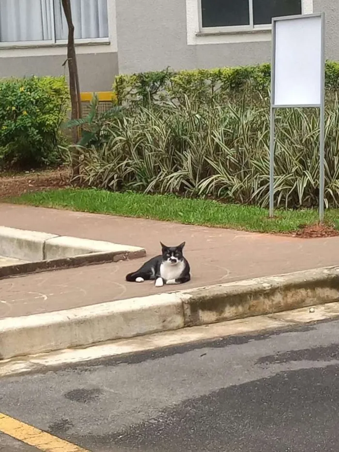 Gato ra a Srd idade 1 ano nome Não sei