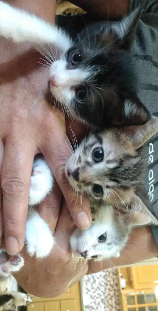 Gato ra a Siamês  idade Abaixo de 2 meses nome Não tem 