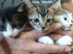 Gato raça Siamês  idade Abaixo de 2 meses nome Não tem 