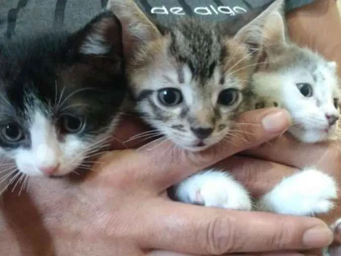 Gato ra a Siamês  idade Abaixo de 2 meses nome Não tem 