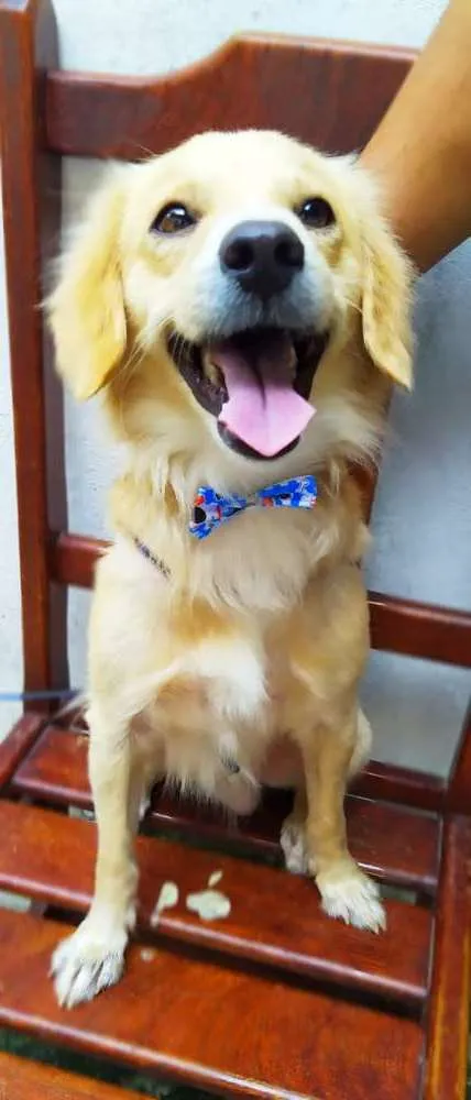 Cachorro ra a Srd idade 2 anos nome Theo