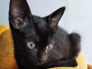 Gato raça  idade 2 a 6 meses nome Mashmelow