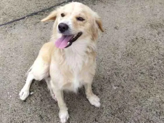 Cachorro ra a Srd idade 2 anos nome Theo
