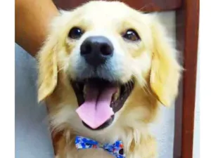 Cachorro raça Srd idade 2 anos nome Theo