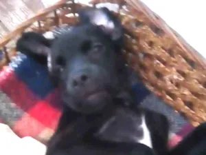 Cachorro raça Indefinida idade  nome Zeus