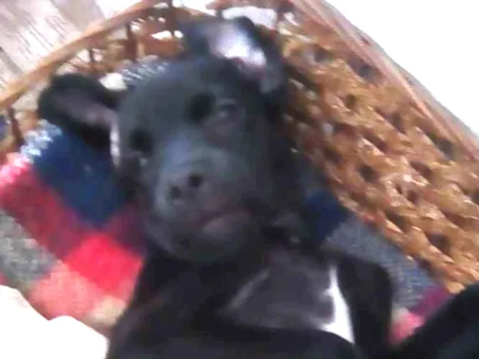 Cachorro ra a Indefinida idade  nome Zeus