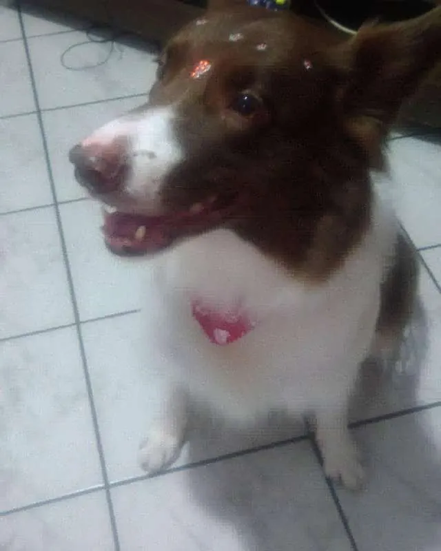 Cachorro ra a boder collie idade 5 anos nome sofia