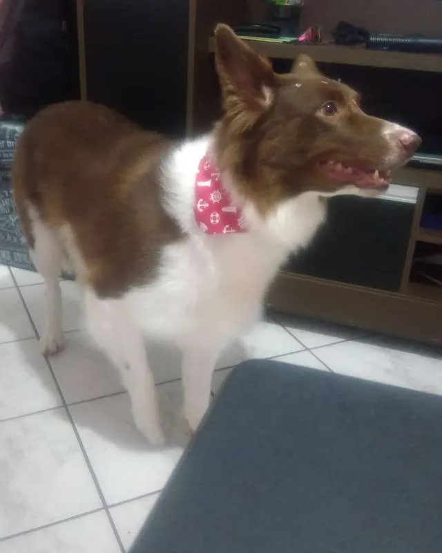 Cachorro ra a boder collie idade 5 anos nome sofia