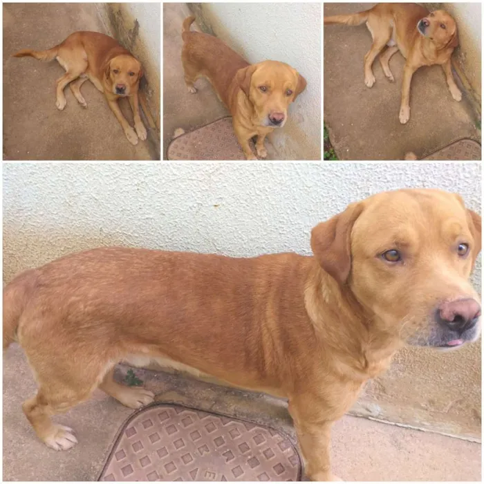 Cachorro raça Labrador  idade 1 ano nome Bob
