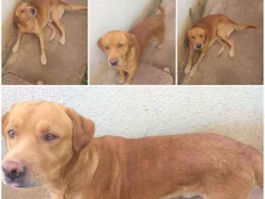 Cachorro raça Labrador  idade 1 ano nome Bob