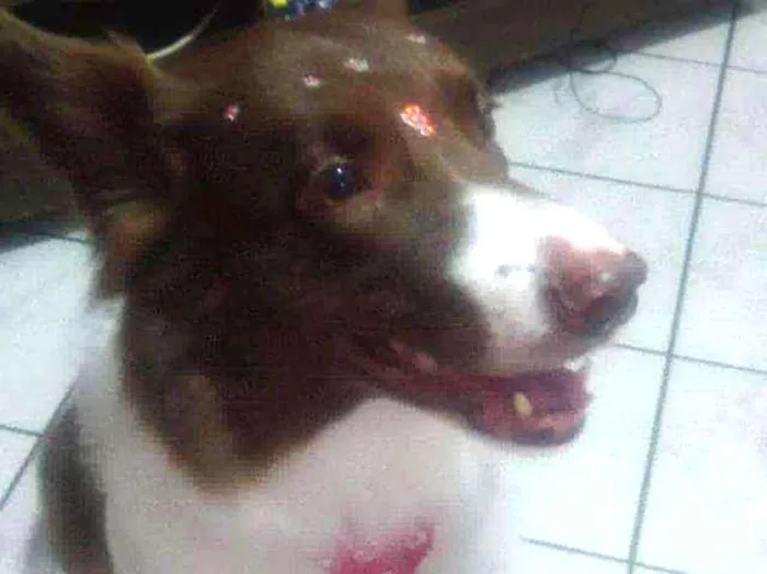 Cachorro ra a boder collie idade 5 anos nome sofia