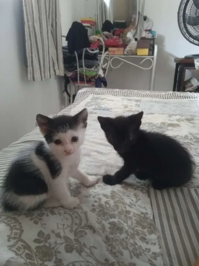 Gato raça SRD idade Abaixo de 2 meses nome Gatinhas