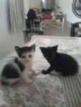 Gatinhas
