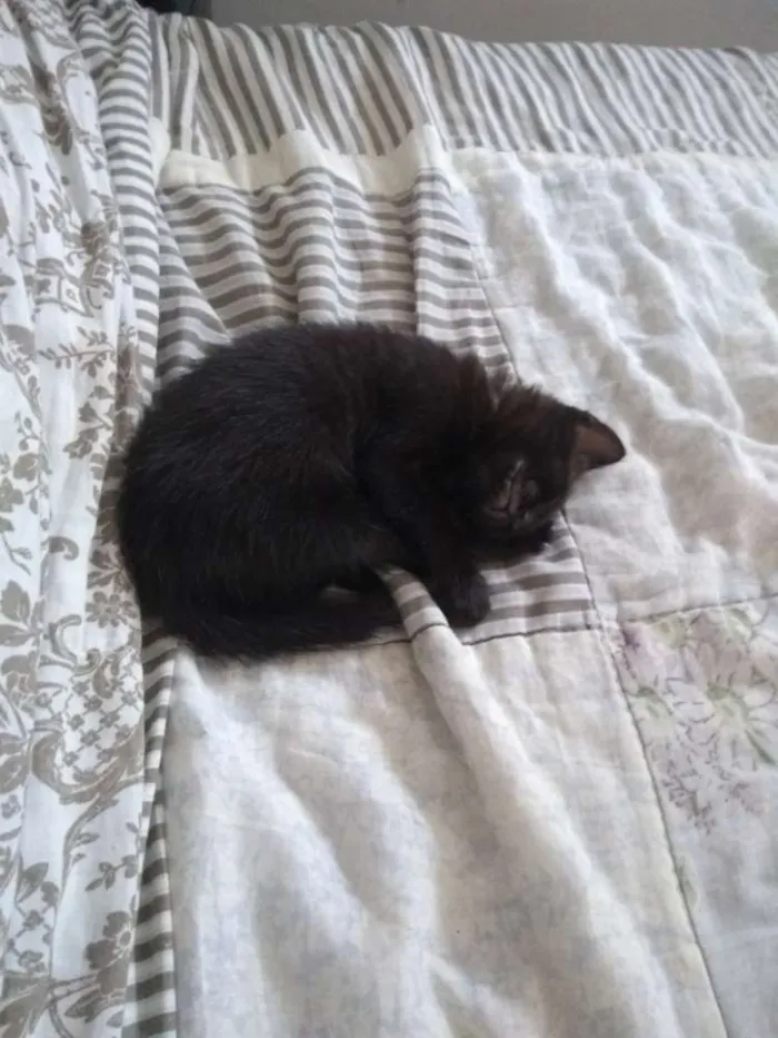 Gato raça SRD idade Abaixo de 2 meses nome Gatinhas