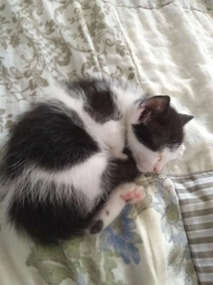 Gato raça SRD idade Abaixo de 2 meses nome Gatinhas
