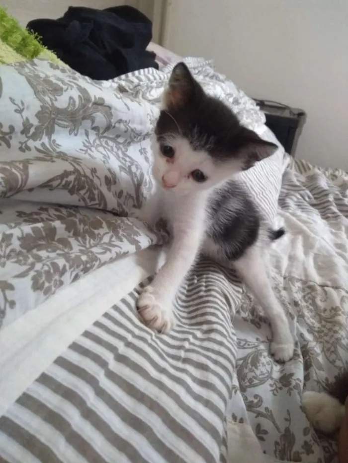 Gato raça SRD idade Abaixo de 2 meses nome Gatinhas