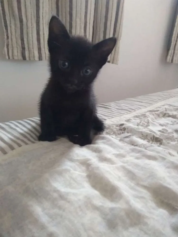 Gato raça SRD idade Abaixo de 2 meses nome Gatinhas