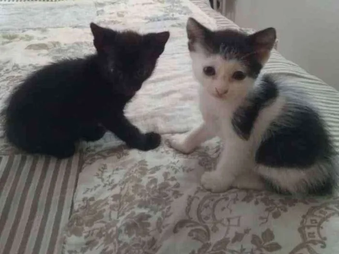 Gato raça SRD idade Abaixo de 2 meses nome Gatinhas
