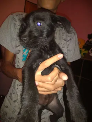 Cachorro raça Srd idade 2 a 6 meses nome Luck e Bidu