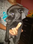 Luck e Bidu