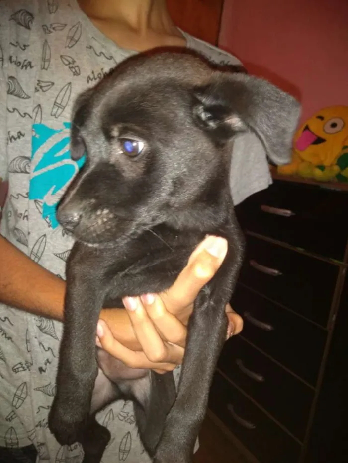 Cachorro raça Srd idade 2 a 6 meses nome Luck e Bidu