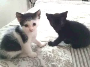 Gato raça SRD idade Abaixo de 2 meses nome Gatinhas