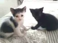 Gatinhas